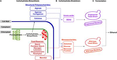 The Enzymatic Conversion of Major Algal and Cyanobacterial Carbohydrates to Bioethanol